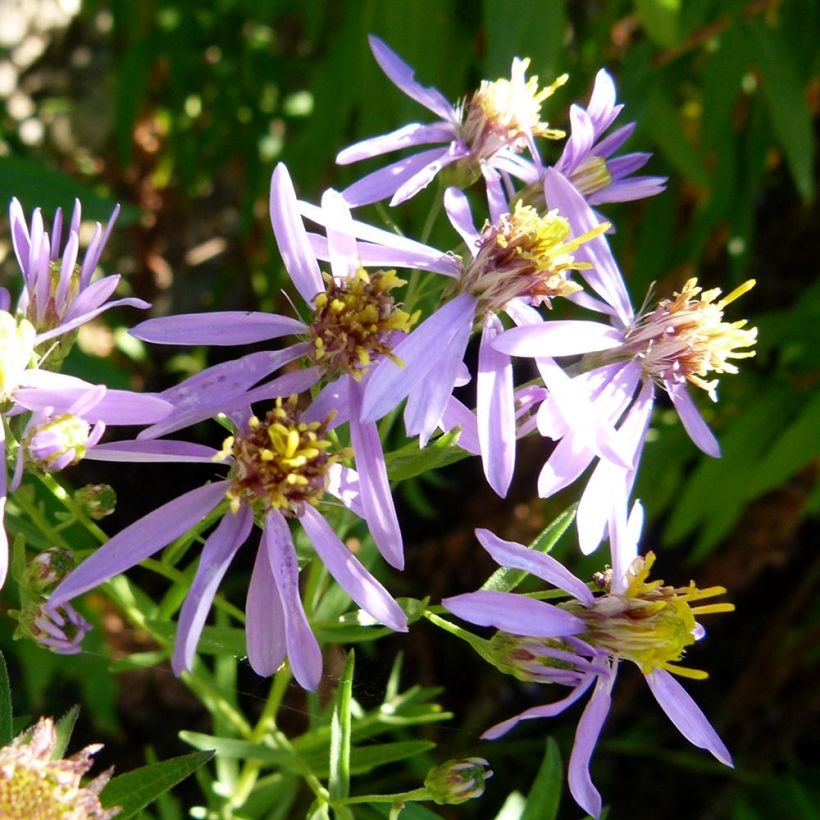 Aster à feuilles de sedum - Aster sedifolius (Flowering)
