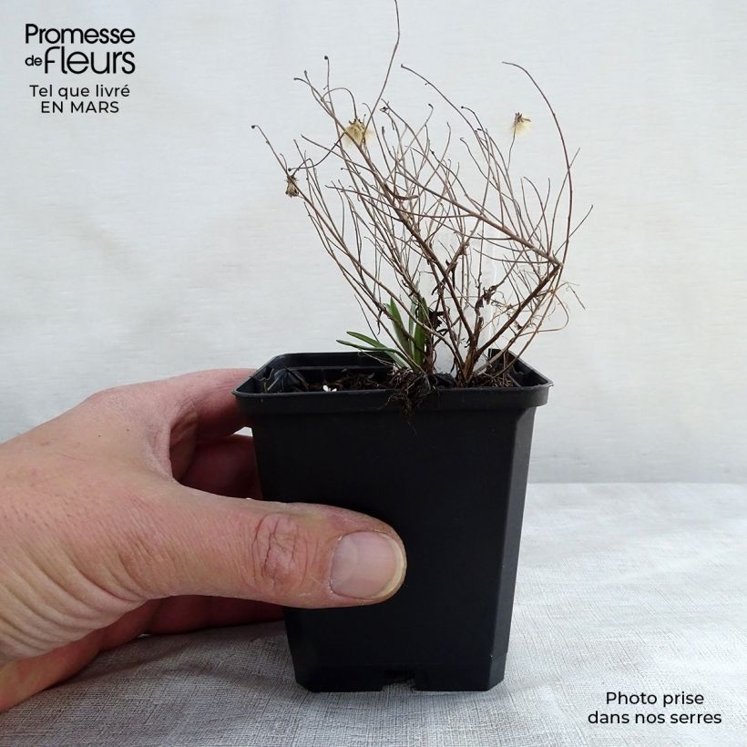 Example of Aster sedifolius Nanus - Aster à feuilles de sedum Godet de 8/9 cm as you get in printemps