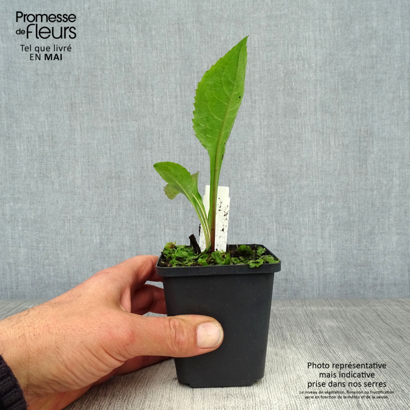 Example of Aster tataricus Jindai - Aster de Tartarie Godet de 8/9 cm as you get in printemps