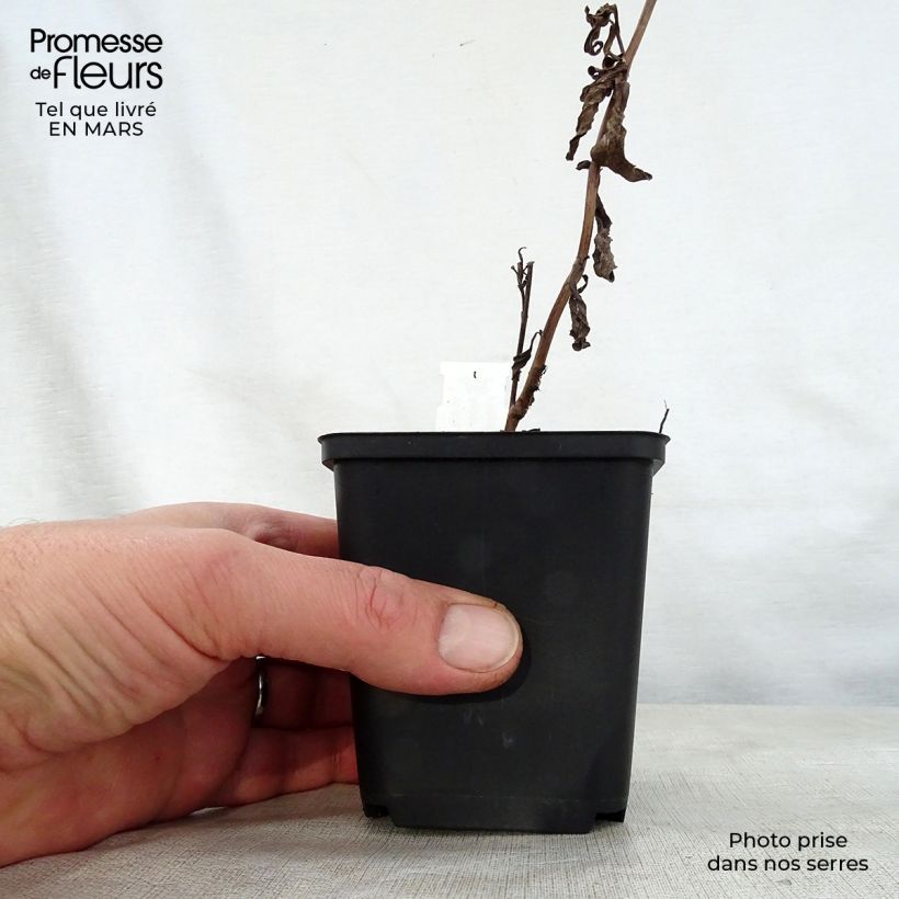 Example of Aster thomsonii Nanus - Aster d'été Godet de 8/9 cm as you get in printemps