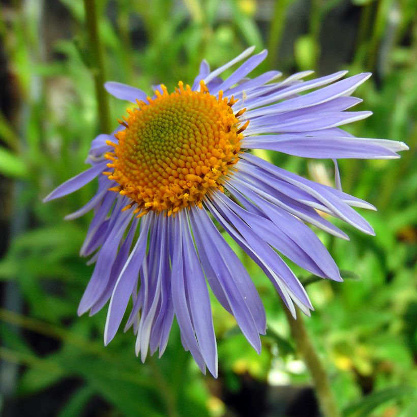 Aster tongolensis Berggarten - Aster de Printemps (Flowering)