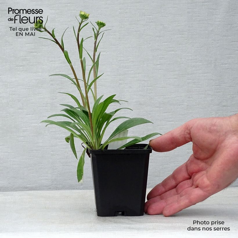 Example of Aster tongolensis Berggarten - Aster de Printemps Godet de 8/9 cm as you get in printemps