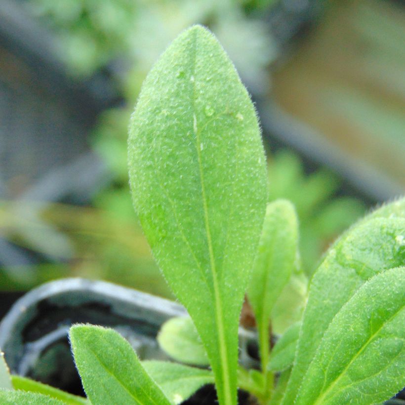 Aster tongolensis Wartburgstern - Aster de Printemps (Foliage)