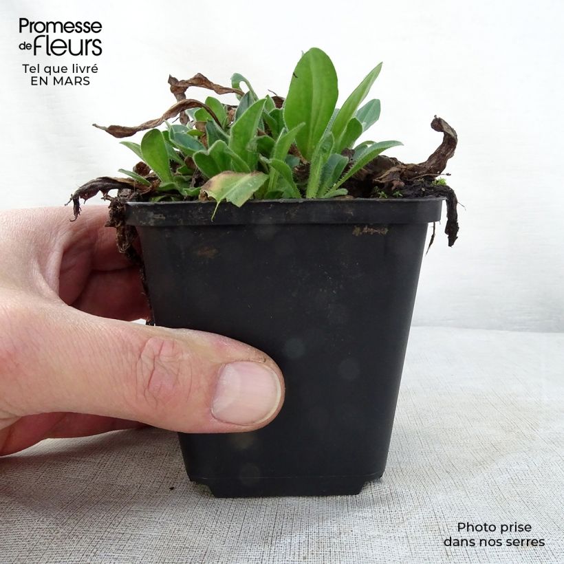 Example of Aster tongolensis Wartburgstern - Aster de Printemps Godet de 8/9 cm as you get in printemps