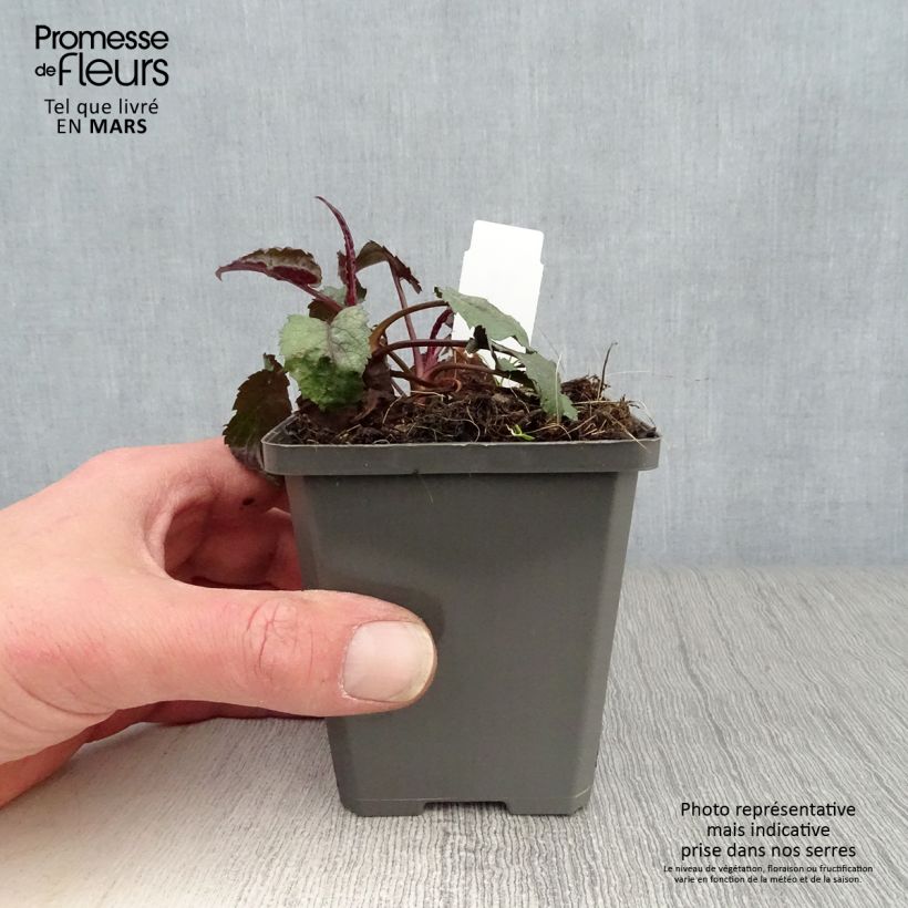 Spécimen de Aster tradescantii - Aster d'automne Godet de 8/9 cm tel que livré au printemps