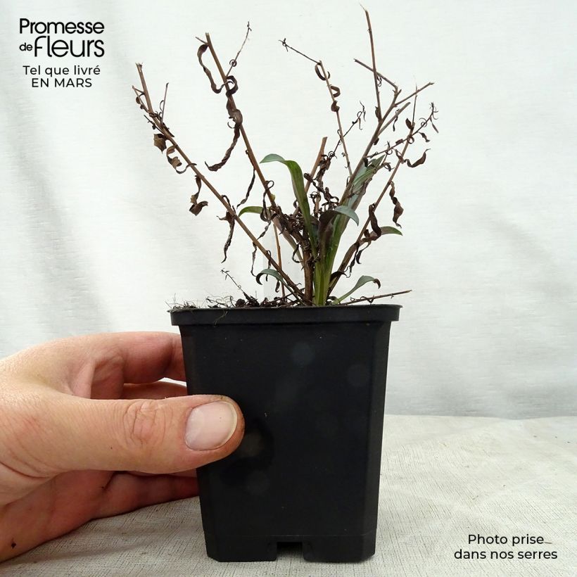 Example of Aster turbinellus - Aster buissonant d'automne Godet de 8/9 cm as you get in printemps