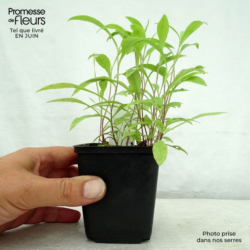 Spécimen de Aster versicolor Altweibersommer - Aster grand d'automne Godet de 8/9 cm tel que livré en été
