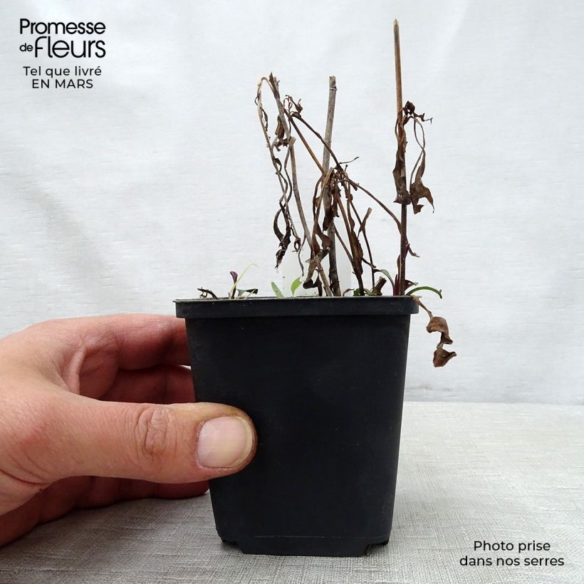 Example of Aster versicolor Altweibersommer - Aster grand d'automne Godet de 8/9 cm as you get in printemps