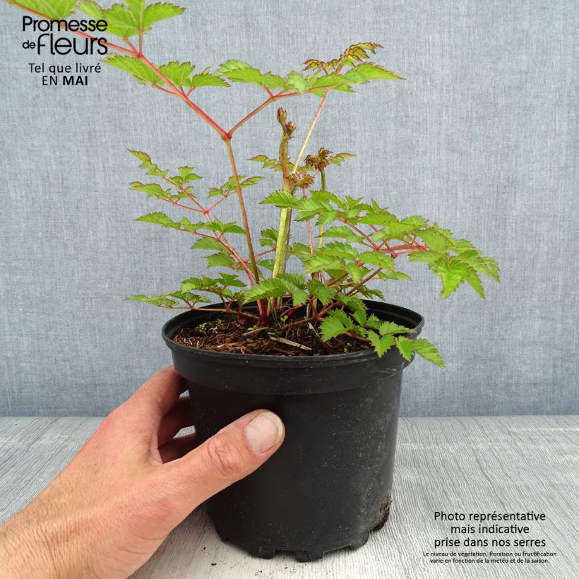 Example of Astilbe Chinensis Purpurkerze Pot de 2L/3L as you get in printemps