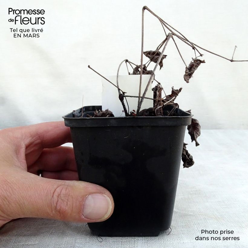 Example of Astilbe Chocolate Shogun Godet de 8/9 cm as you get in printemps