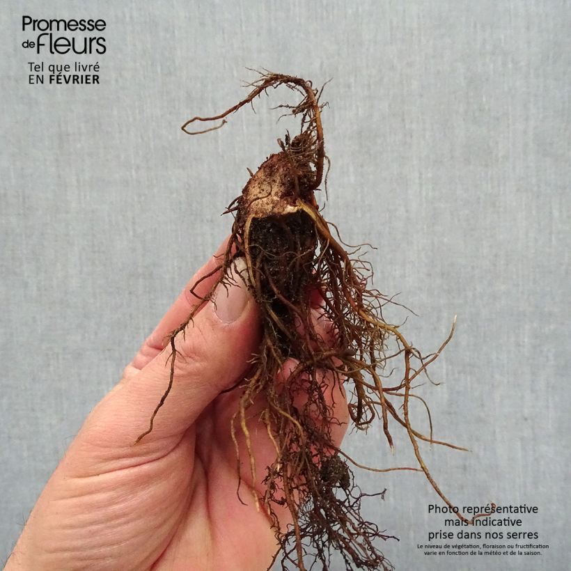 Example of Astilbe Chocolate Shogun Racines nues, Qualité premium as you get in hiver