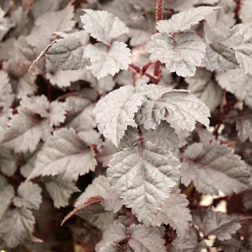 Astilbe Darkside Of The Moon (Foliage)