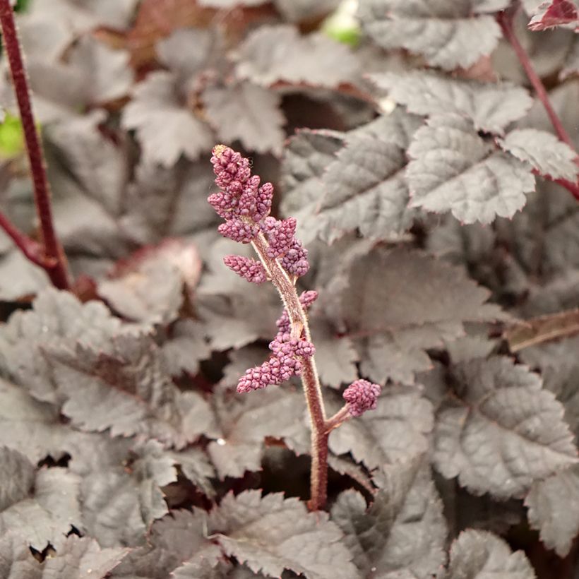 Astilbe Darkside Of The Moon (Flowering)
