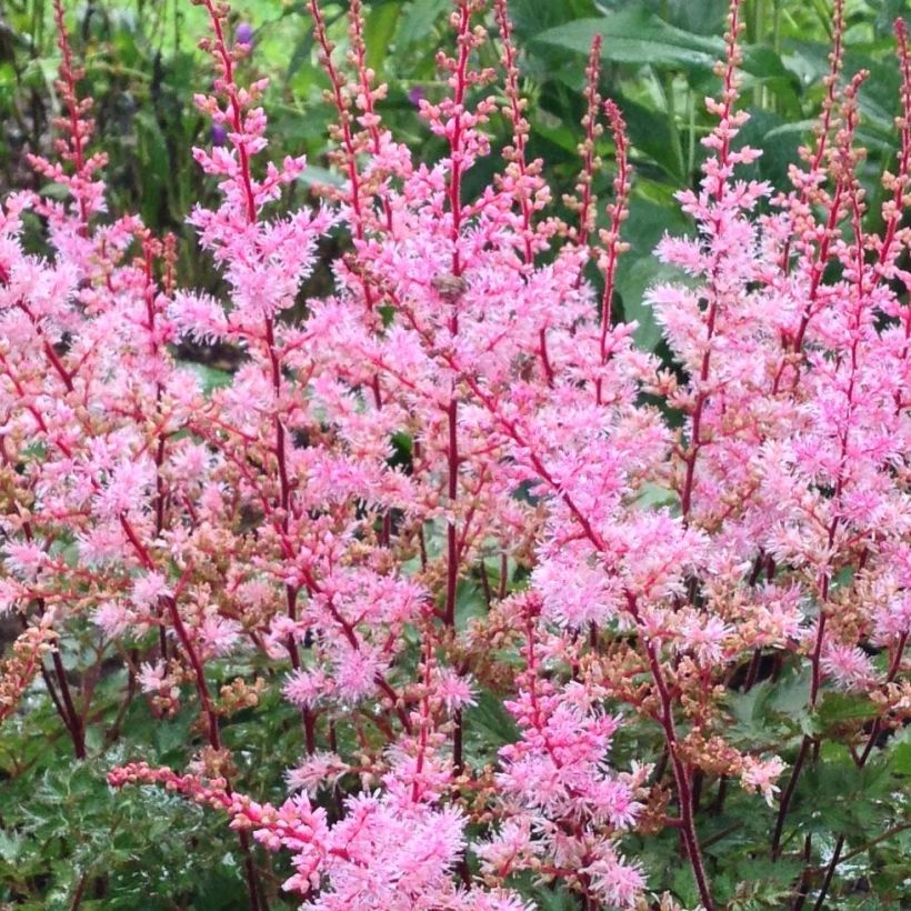 Astilbe japonica Delft Lace (Flowering)