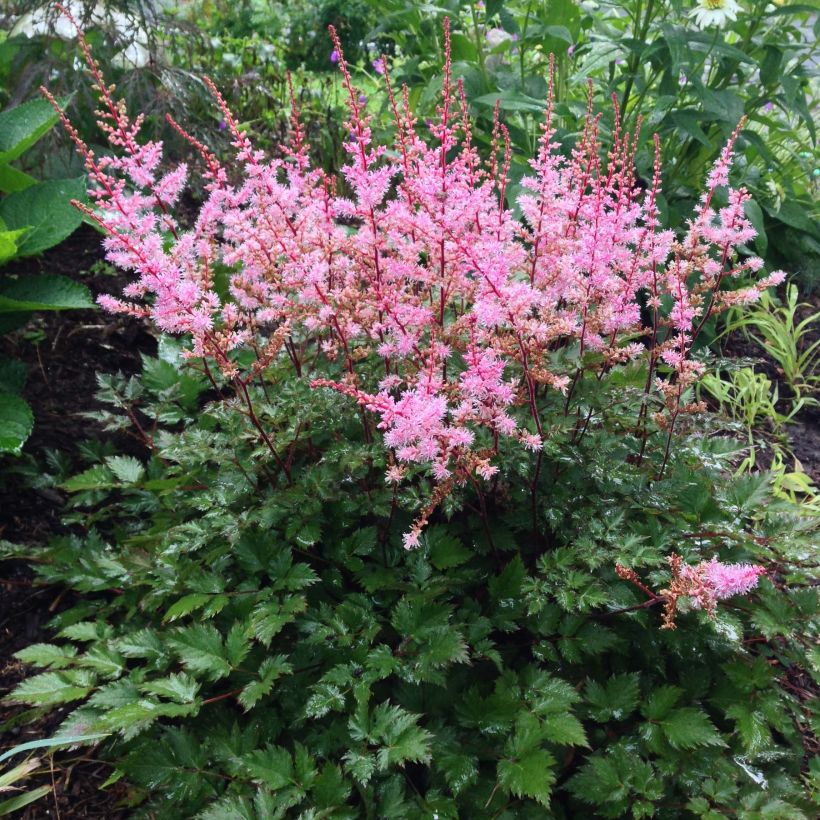 Astilbe japonica Delft Lace (Plant habit)
