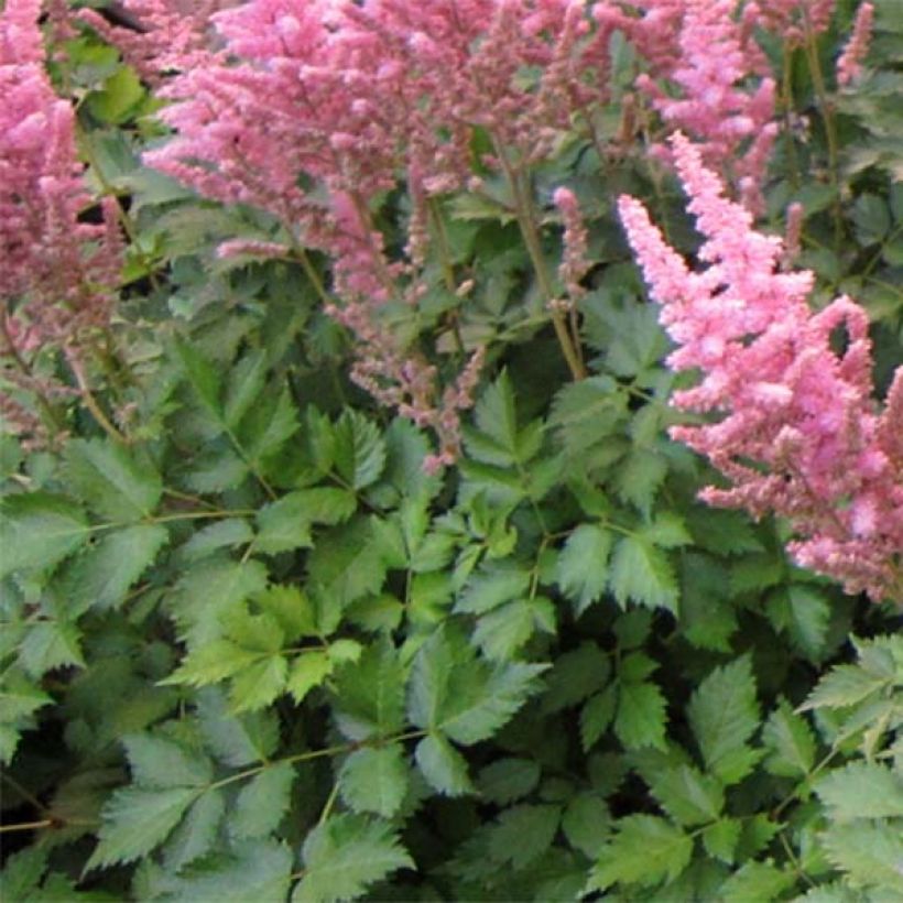 Astilbe Vision in Pink (Foliage)