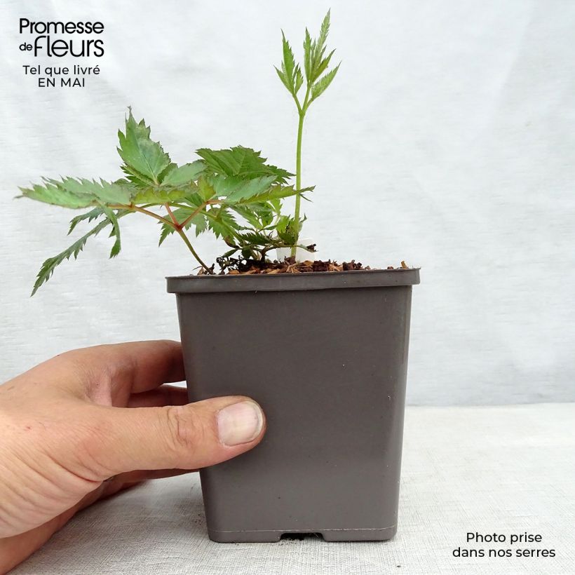 Example of Astilbe Vision in Pink Godet de 8/9 cm as you get in printemps