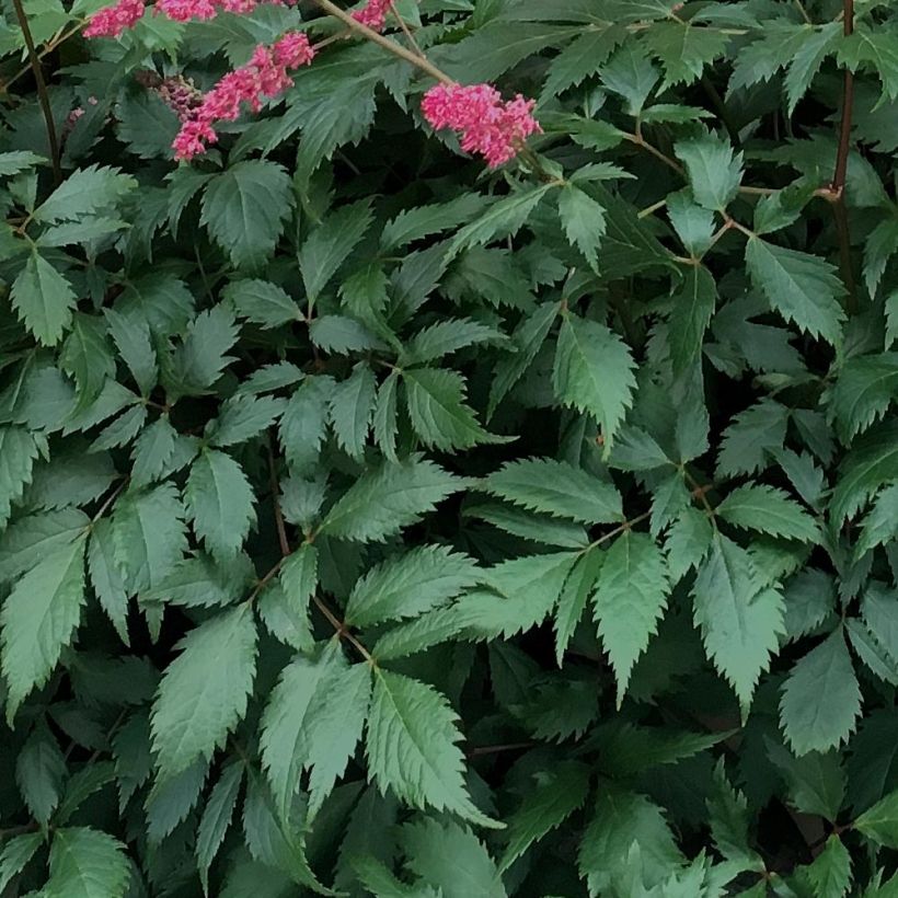 Astilbe Vision in Red (Foliage)