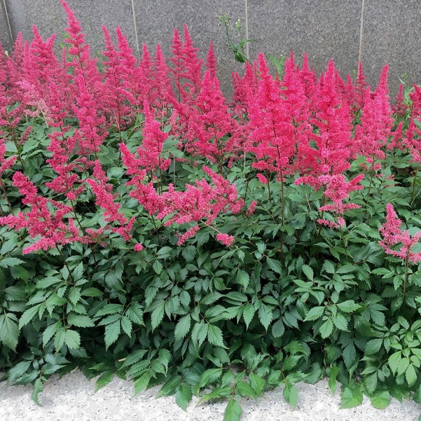 Astilbe Vision in Red (Plant habit)