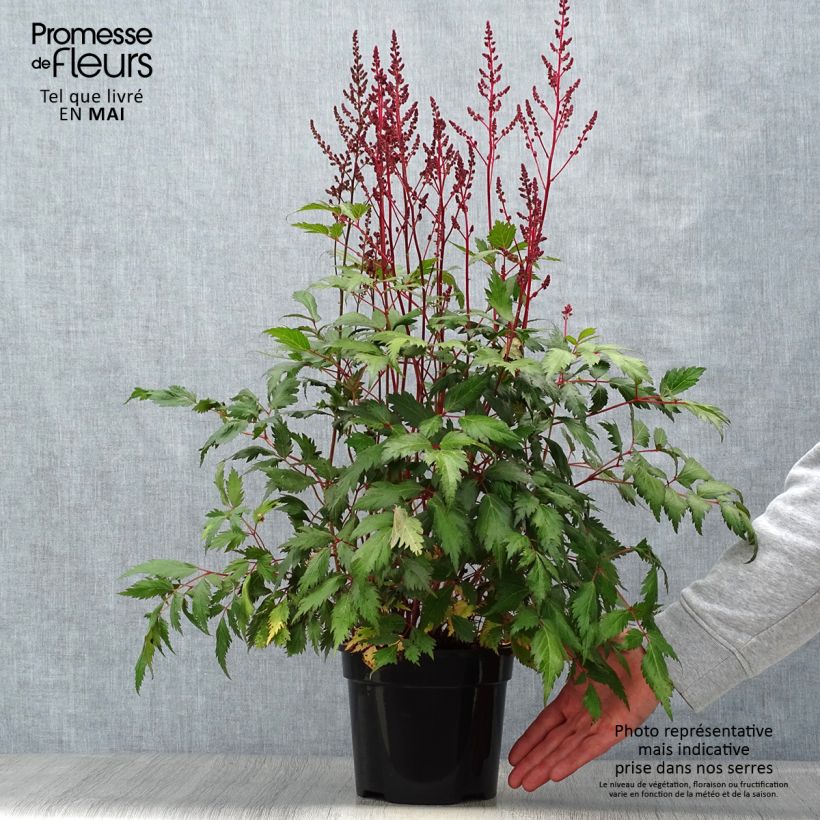 Example of Astilbe Vision in Red Pot de 2L/3L as you get in printemps