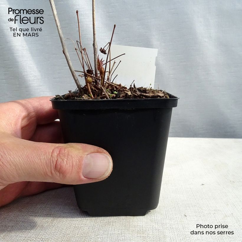 Spécimen de Astilbe Washington Godet de 8/9 cm tel que livré au printemps