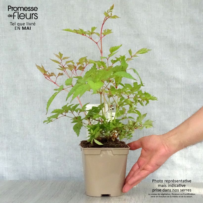 Example of Astilbe arendsii Brautschleier Pot de 2L/3L as you get in printemps