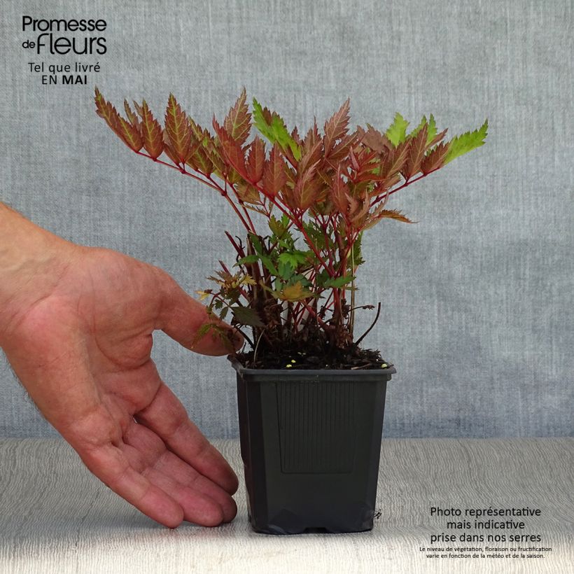 Example of Astilbe arendsii Bumalda Godet de 8/9 cm as you get in printemps