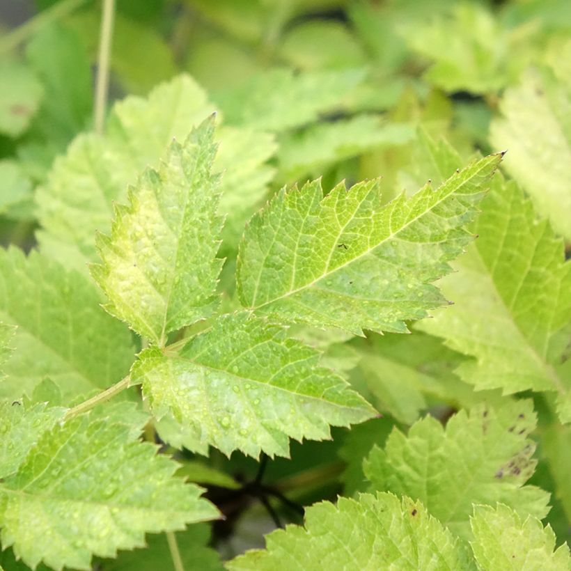Astilbe arendsii Color Flash Lime, Beauty of Lisse (Foliage)