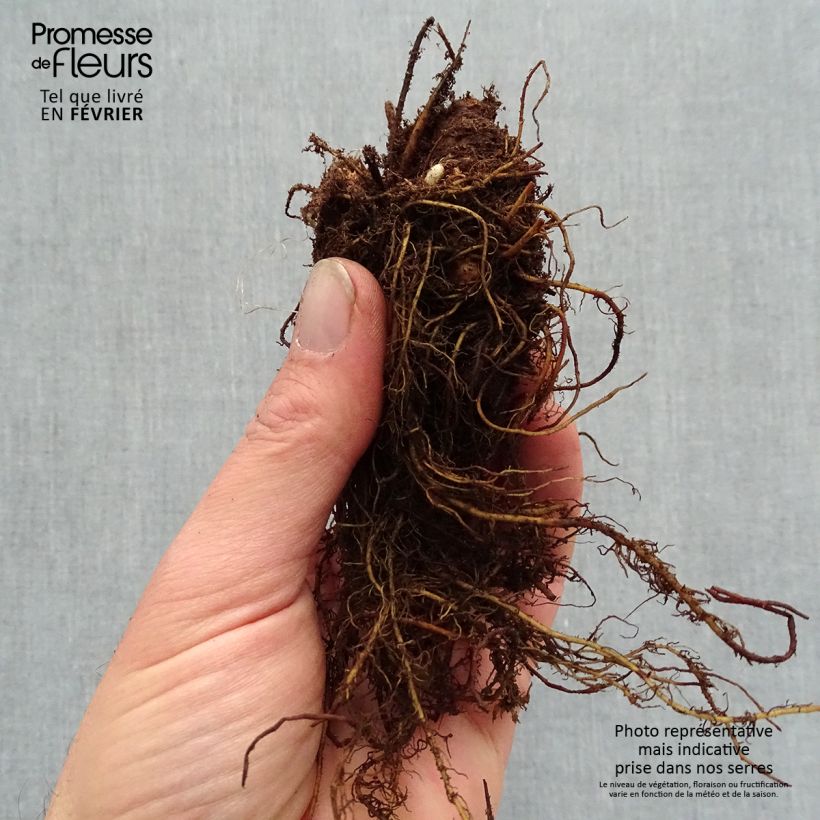 Example of Astilbe arendsii Color Flash Lime, Beauty of Lisse Racines nues, Qualité premium as you get in hiver