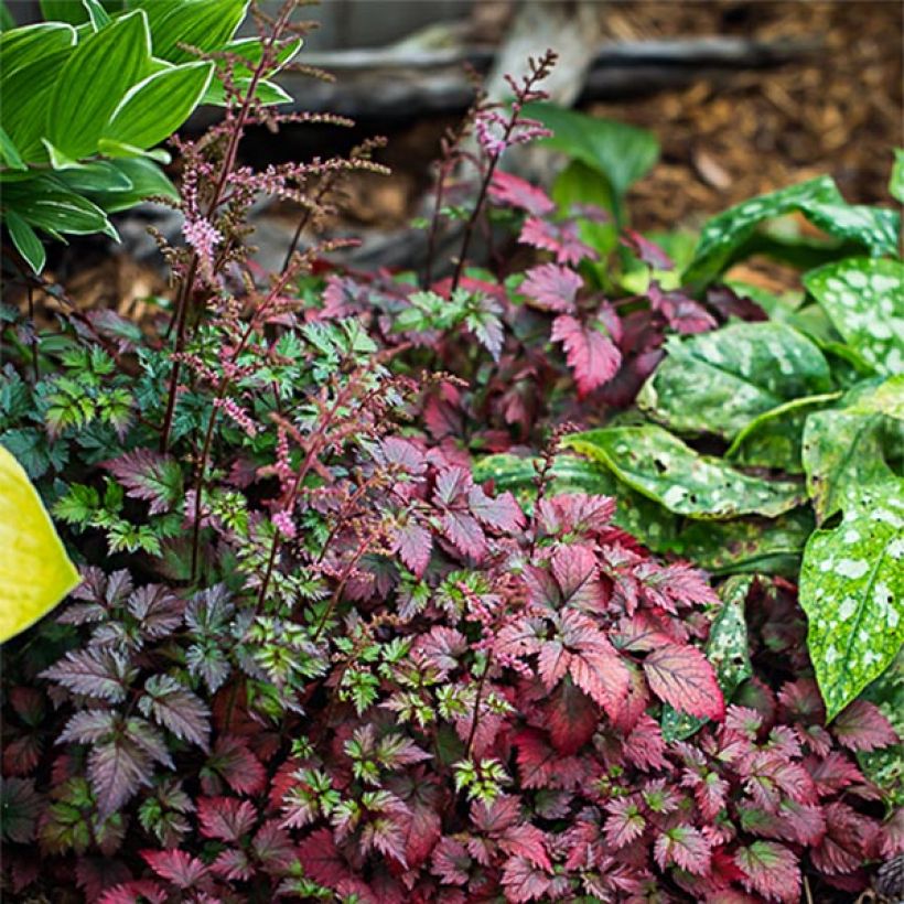 Astilbe arendsii Colour Flash - Astilbe d'Arends panachée (Port)