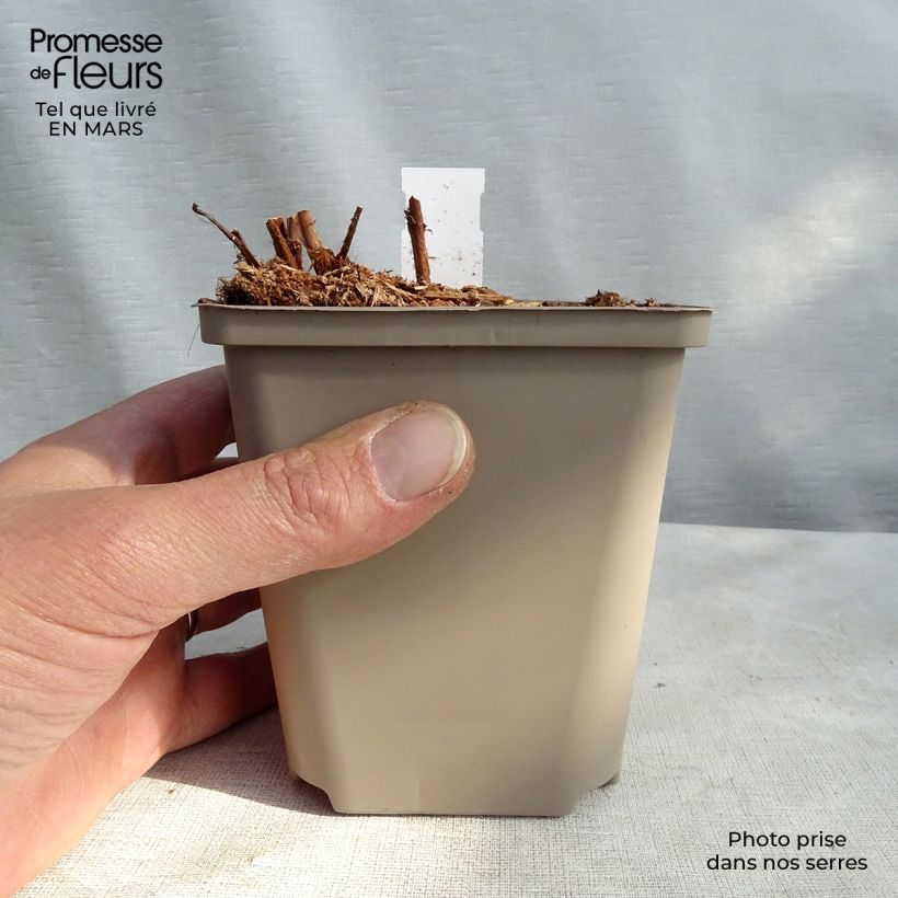 Spécimen de Astilbe arendsii Colour Flash - Astilbe d'Arends panachée Godet de 8/9 cm tel que livré au printemps