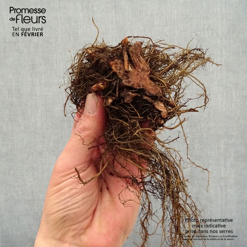 Spécimen de Astilbe arendsii Colour Flash - Astilbe d'Arends panachée Racines nues, Qualité premium tel que livré en hiver