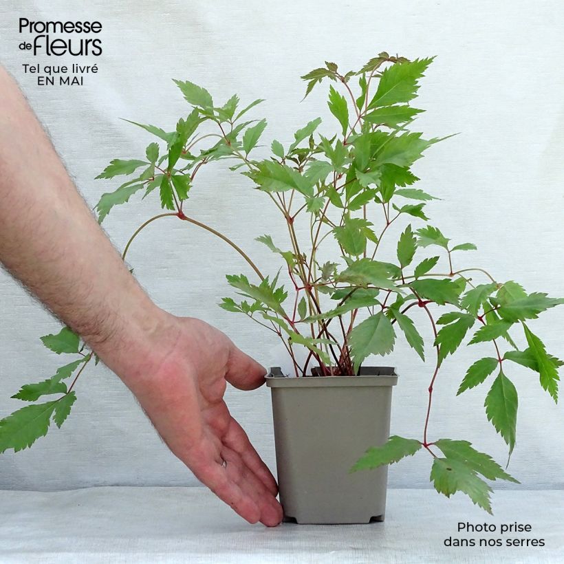 Example of Astilbe arendsii Diamant Godet de 8/9 cm as you get in printemps