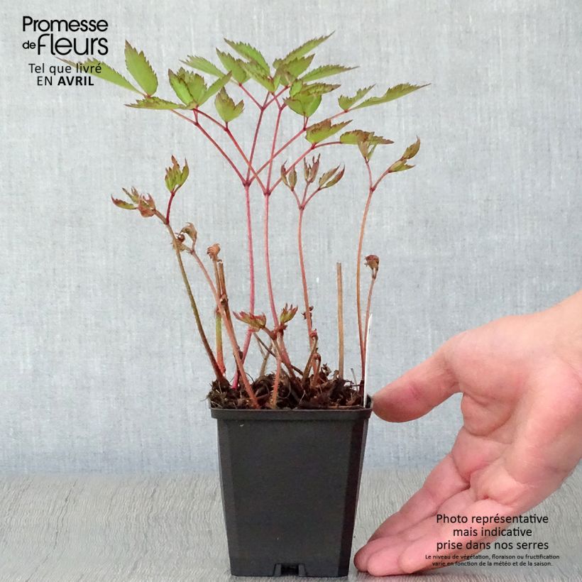 Example of Astilbe arendsii Erika Godet de 8/9 cm as you get in printemps