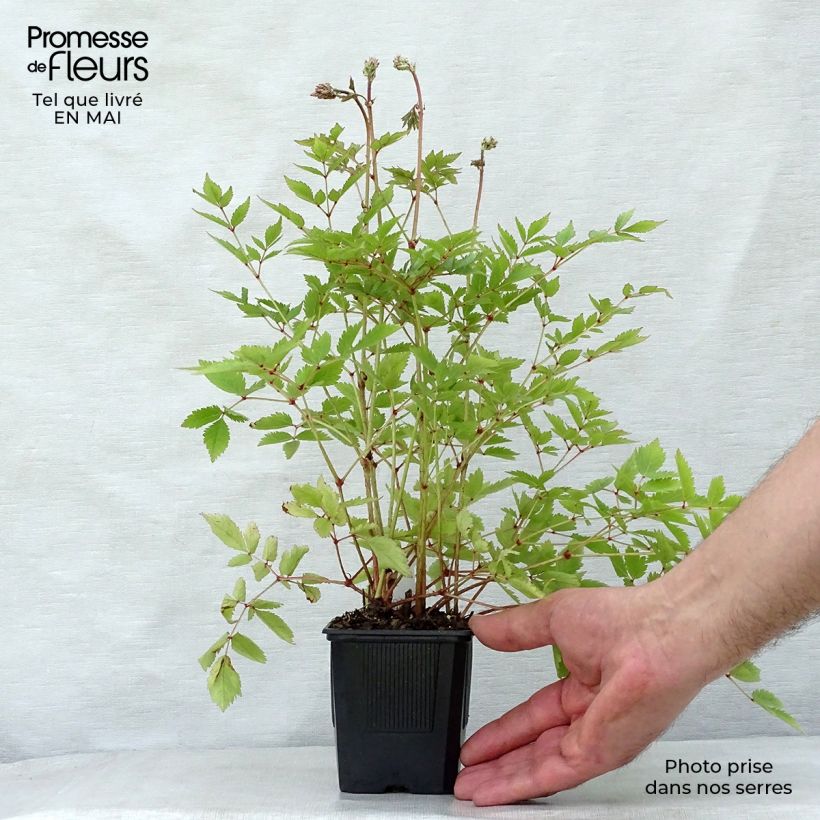 Example of Astilbe arendsii Hyazinth Godet de 8/9 cm as you get in printemps