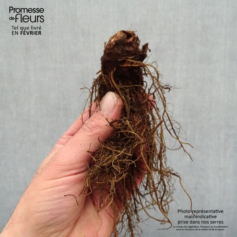 Example of Astilbe arendsii Moccachino Racines nues, Qualité premium as you get in hiver