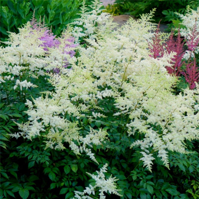 Astilbe arendsii Rock and Roll (Flowering)