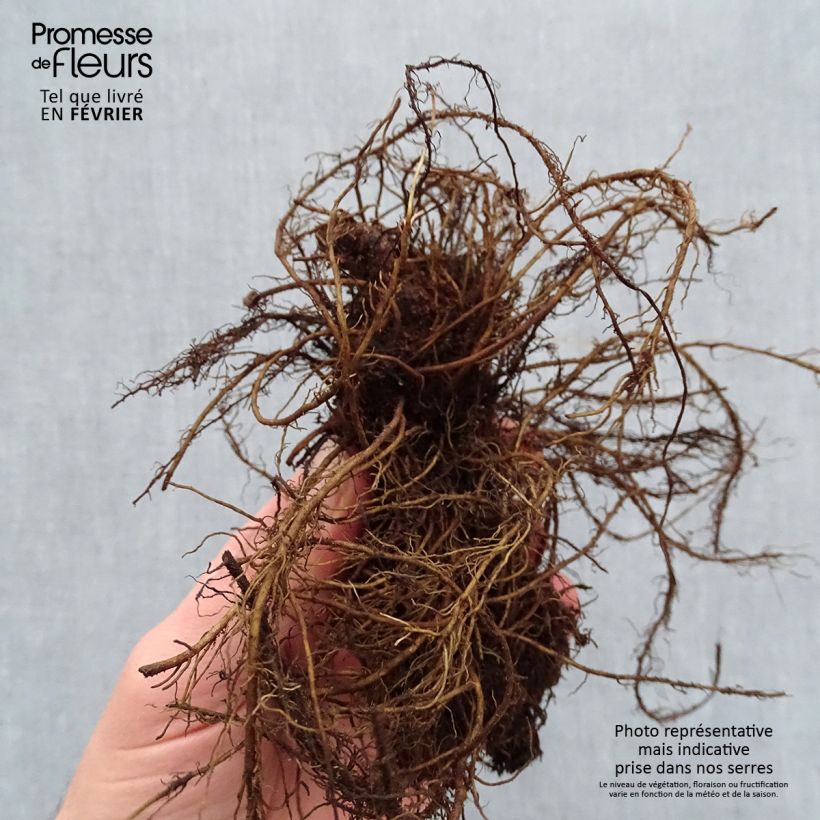 Spécimen de Astilbe chinensis Mighty Chocolate Cherry Racines nues, Qualité premium tel que livré en hiver