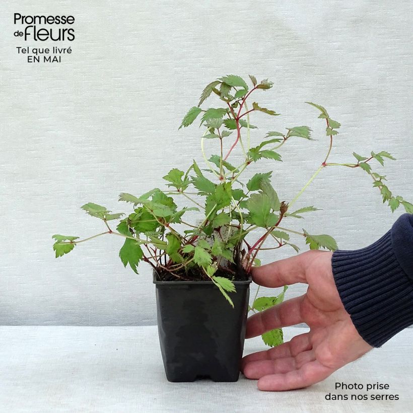 Example of Astilbe chinensis Pumila Godet de 8/9 cm as you get in printemps