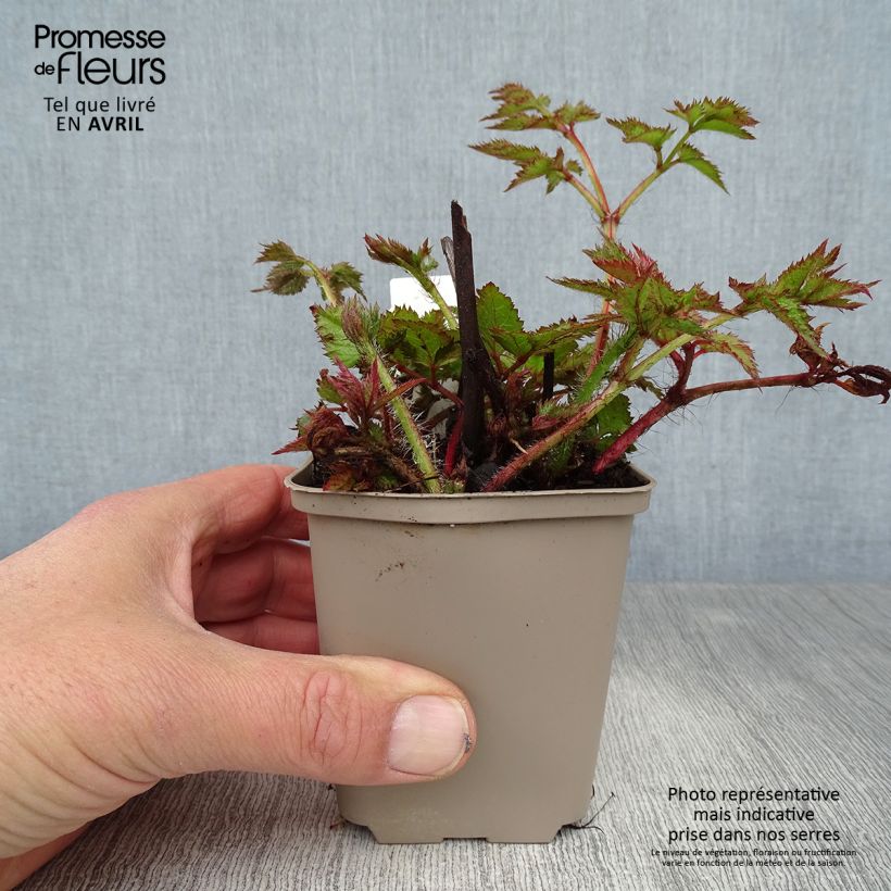 Spécimen de Astilbe chinensis Visions Godet de 8/9 cm tel que livré au printemps