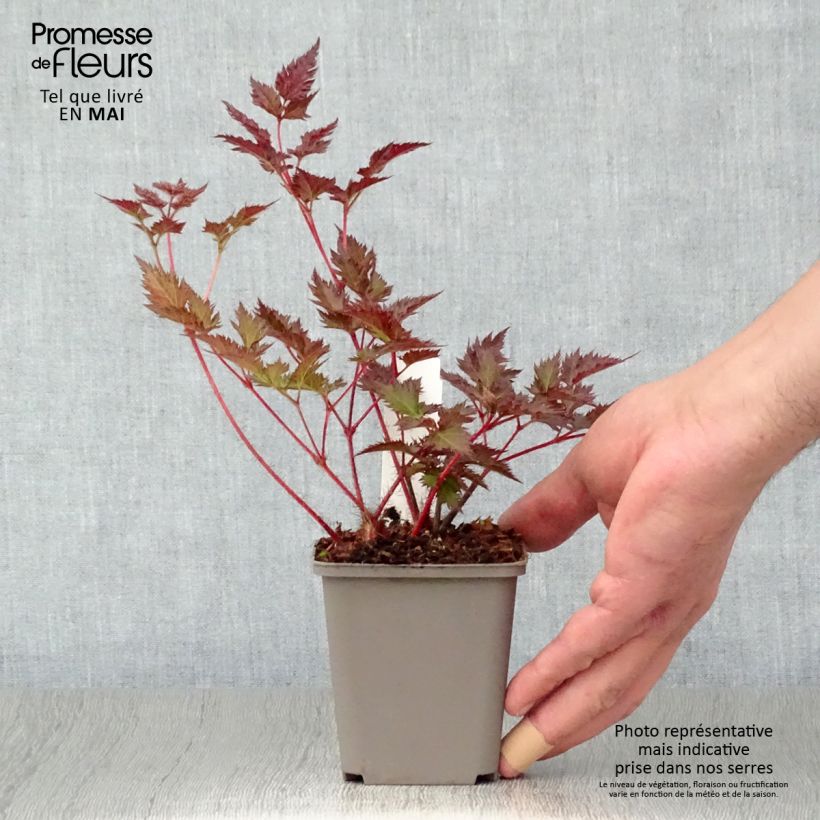 Example of Astilbe japonica Delft Lace Godet de 8/9 cm as you get in printemps