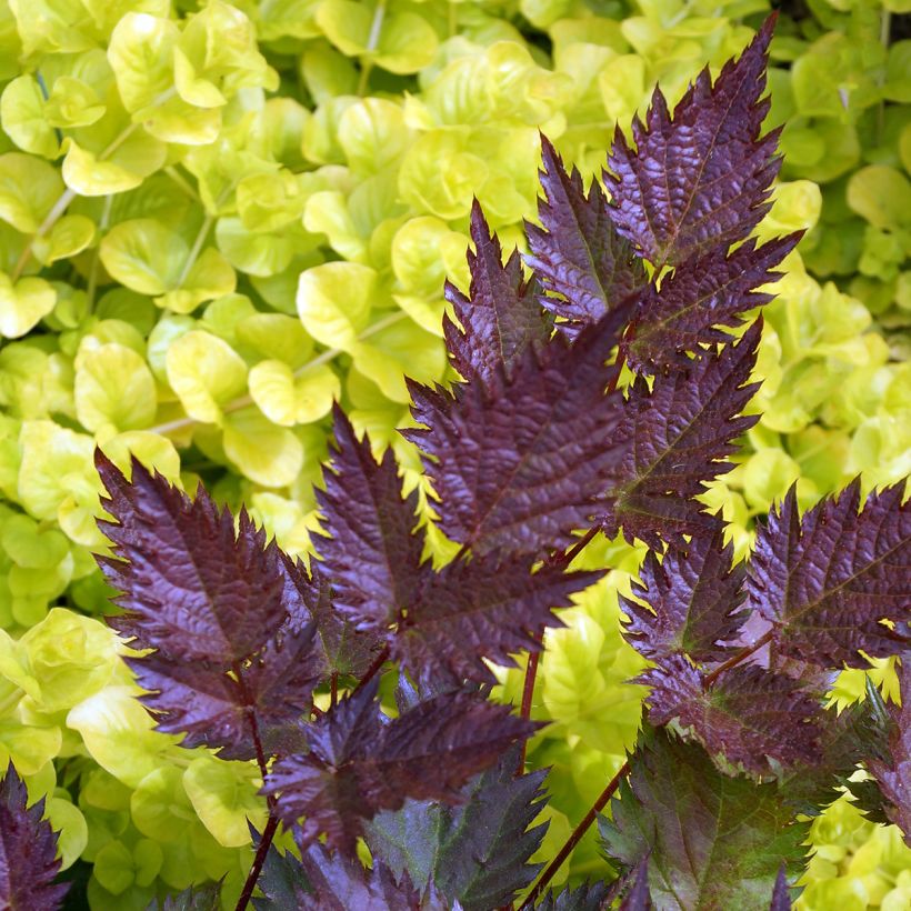 Astilbe japonica Delft Lace (Foliage)