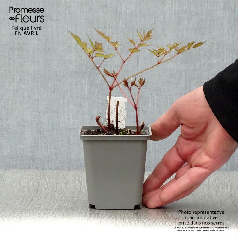 Spécimen de Astilbe japonica Deutschland Godet de 8/9 cm tel que livré au printemps