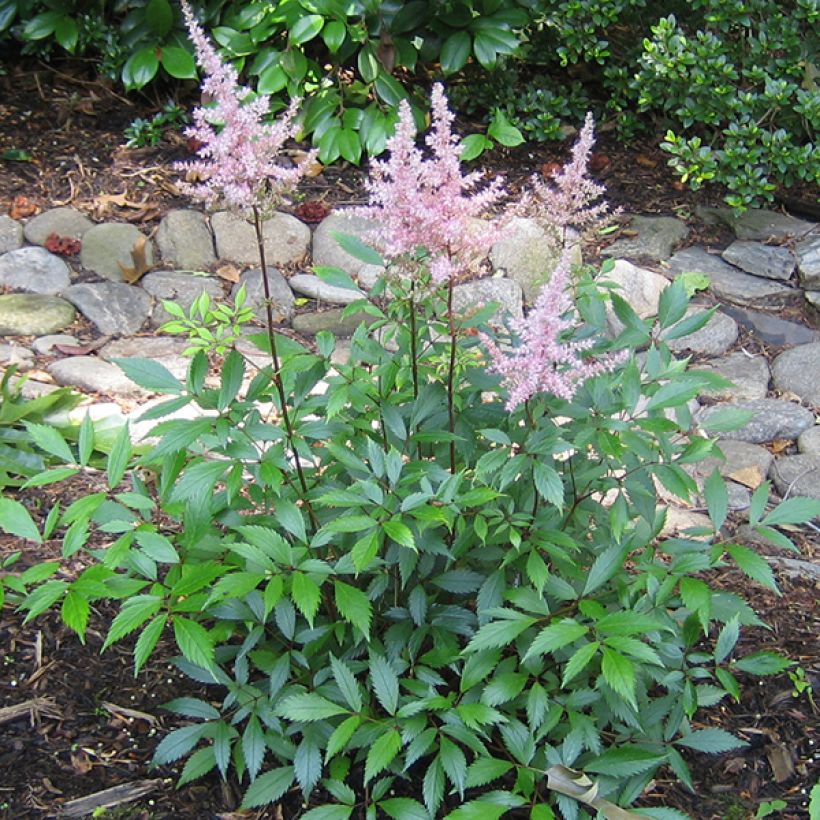Astilbe japonica Peach Blossom (Plant habit)
