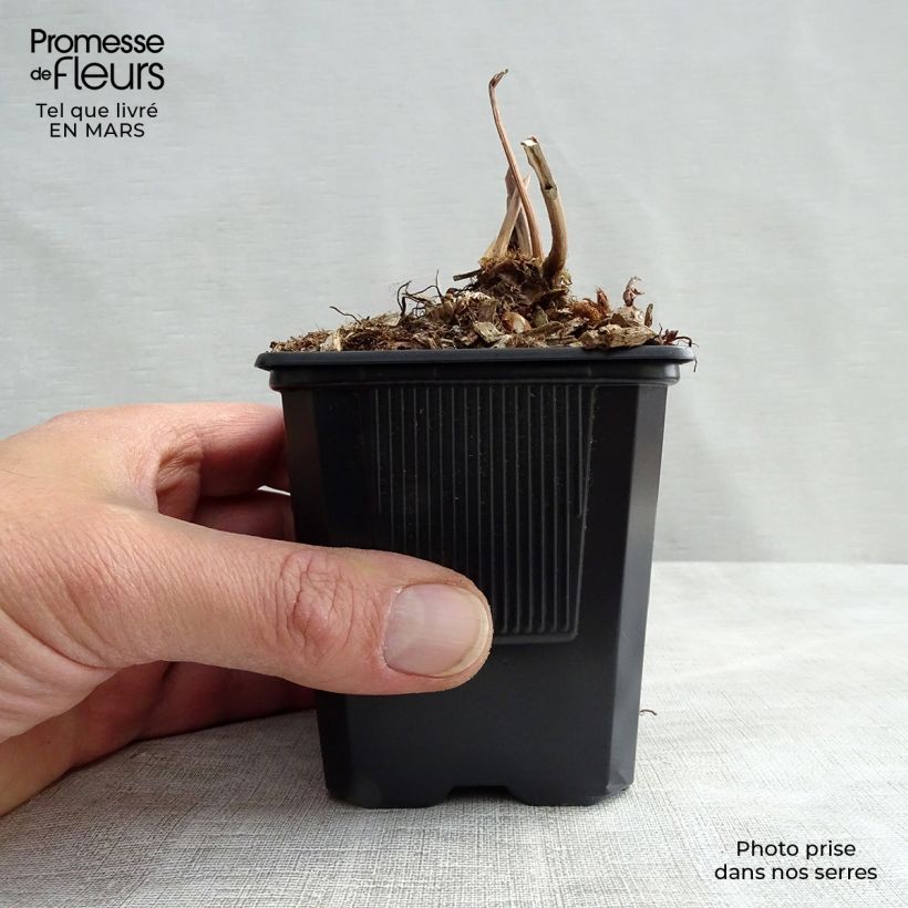 Example of Astilbe japonica Peach Blossom Godet de 8/9 cm as you get in printemps