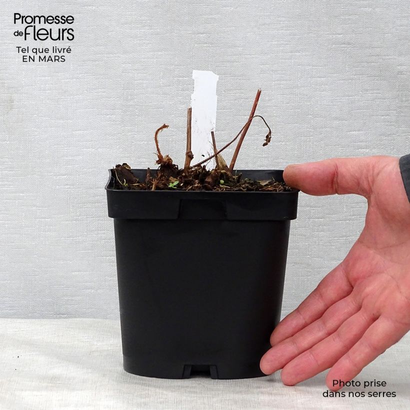 Example of Astilbe japonica Peach Blossom Pot de 1,5L/2L as you get in printemps