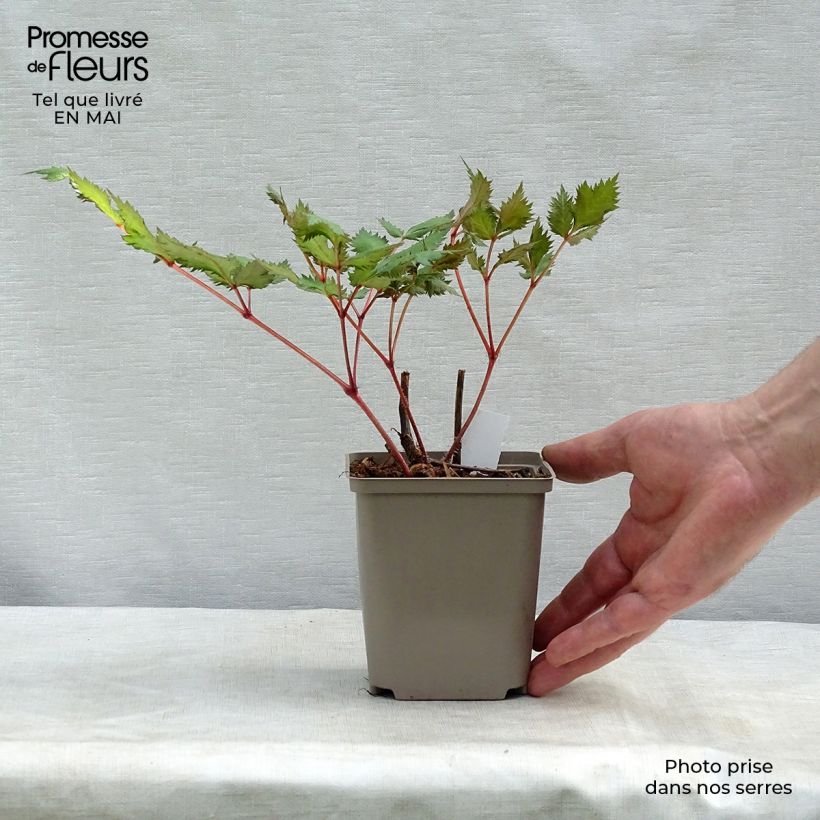 Spécimen de Astilbe japonica Red Sentinel Godet de 8/9 cm tel que livré au printemps