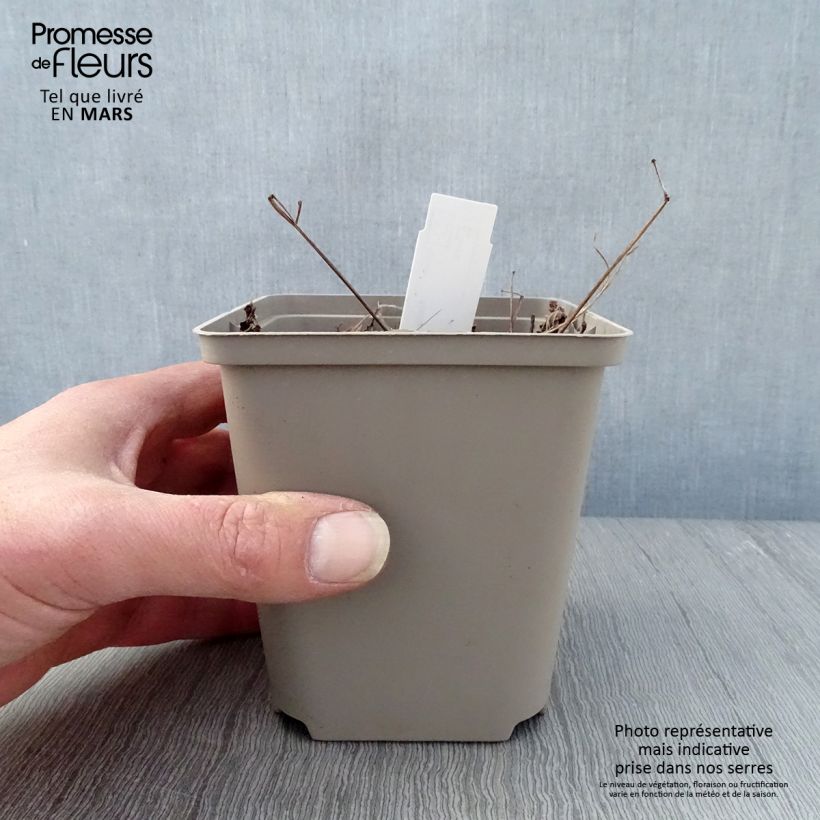 Spécimen de Astilbe japonica Vesuvius Godet de 8/9 cm tel que livré au printemps