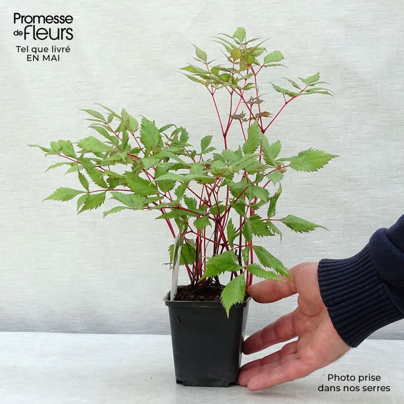 Spécimen de Astilbe arendsii Fanal Godet de 7/8 cm tel que livré au printemps