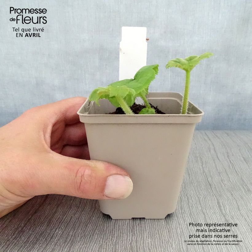 Example of Astilboides tabularis Godet de 8/9 cm as you get in printemps